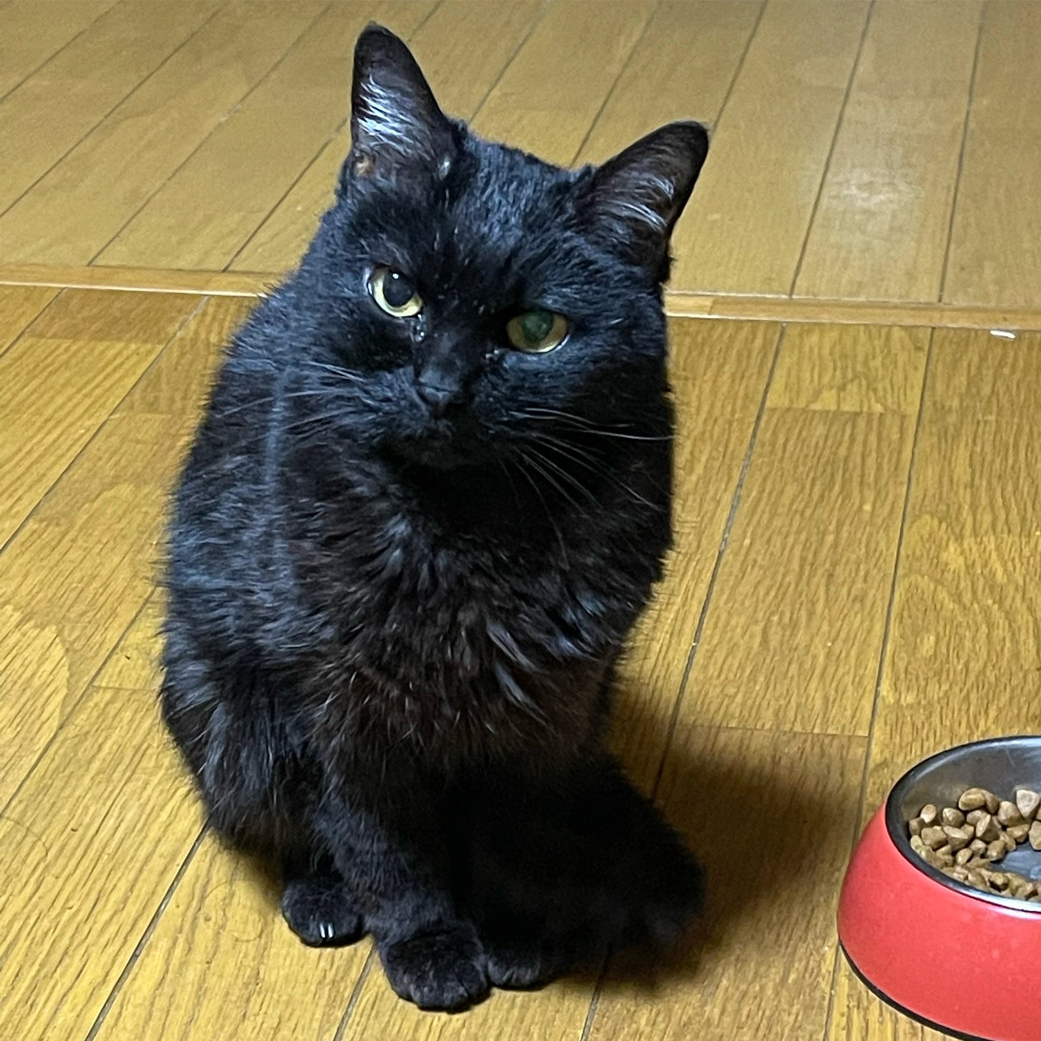 黒猫クロちゃん Twitter Search Twitter
