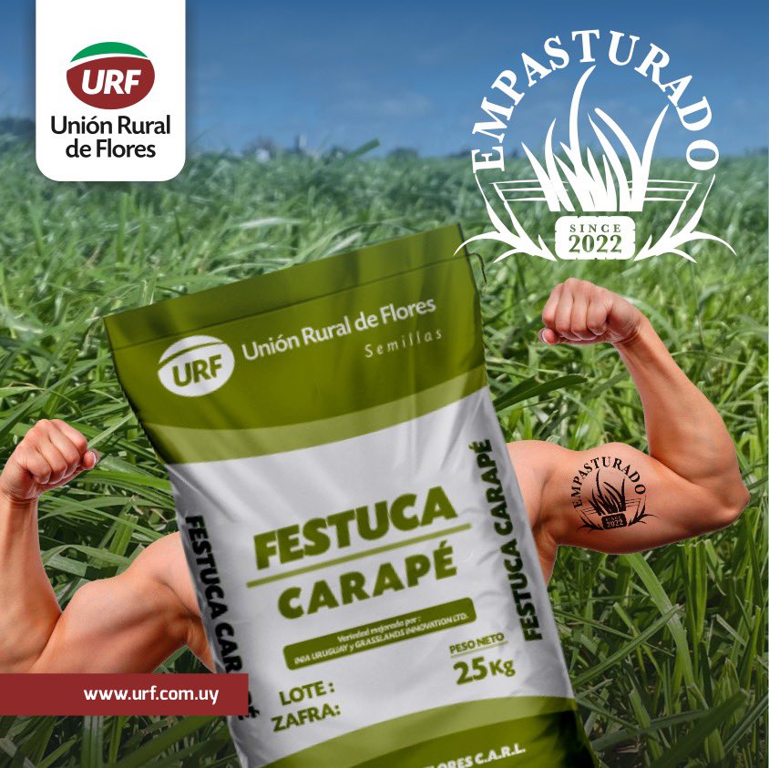 urf_cooperativa's tweet photo. Acuñamos una expresión que describe a ese productor que sabe elegir una festuca de calidad:
EMPASTURADO!!!!
Porque con nuestra Festuca Carapé lográs la mejor calidad, precocidad, persistencia y buena producción otoñal.

EMPASTURATE con Unión Rural de Flores https://t.co/LUg4bpmDpi