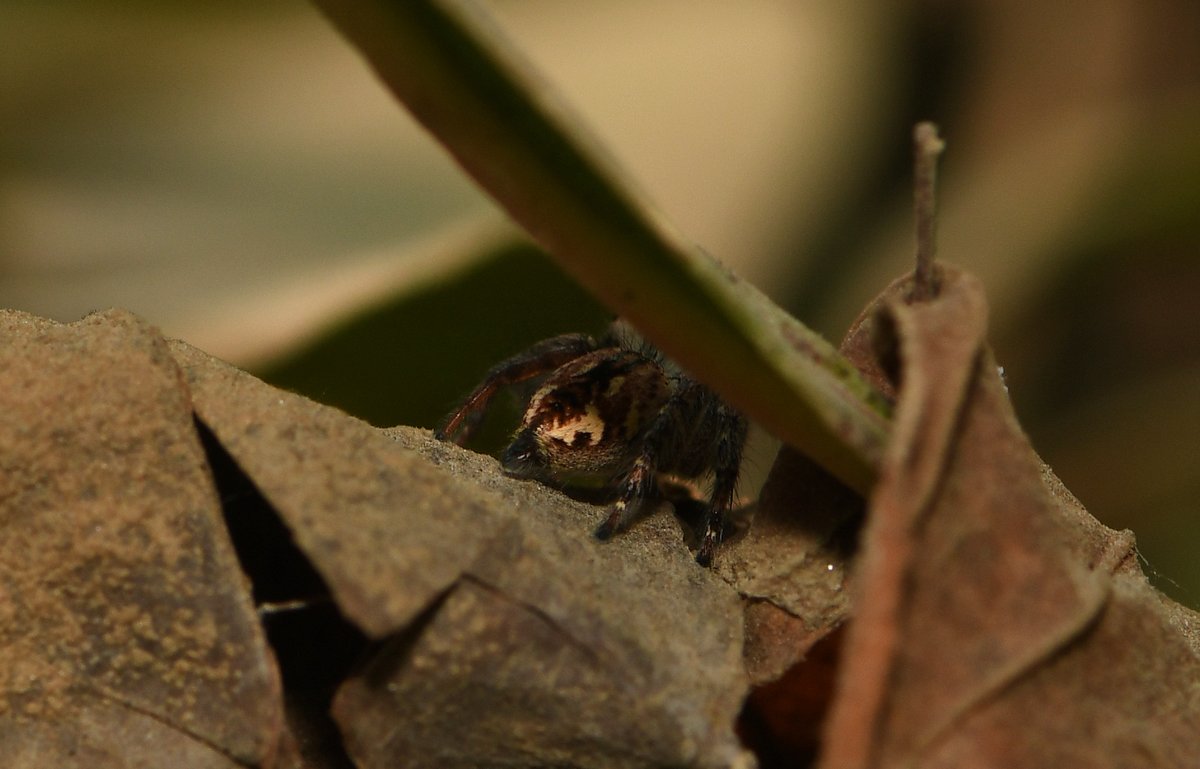 RajashreeKhalap's tweet photo. Jumping spider (Carrhotus viduus) rear view for #invertebutt week.
I never thought I'd actually get to post this anywhere! https://t.co/V9qQ8Z8i9h