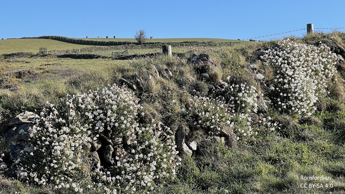 BUCBotany's tweet photo. Another #Stace4 #plant, with lovely 1 - 4 white #flowers on short stems. These and low mats of floppy shoots with fleshy, waxy grey-green #leaves make eye-catching spots on #dunes, #cliffs, walls and other #coastalplaces. But what is it called? 1/2 https://t.co/s94Y5fthnn