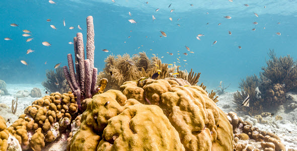 RyanInstitute's tweet photo. Have you heard about deep-sea sponges? These #organisms produce unique natural products essential for destroying #cervical cancer cells. Scientists from @ryaninstitute @nuigalway shared the findings 👉 https://t.co/GEZIwfR86L #cancer #SDG3 #SDG14
#marinesponge #science https://t.co/38xnCtcxtG