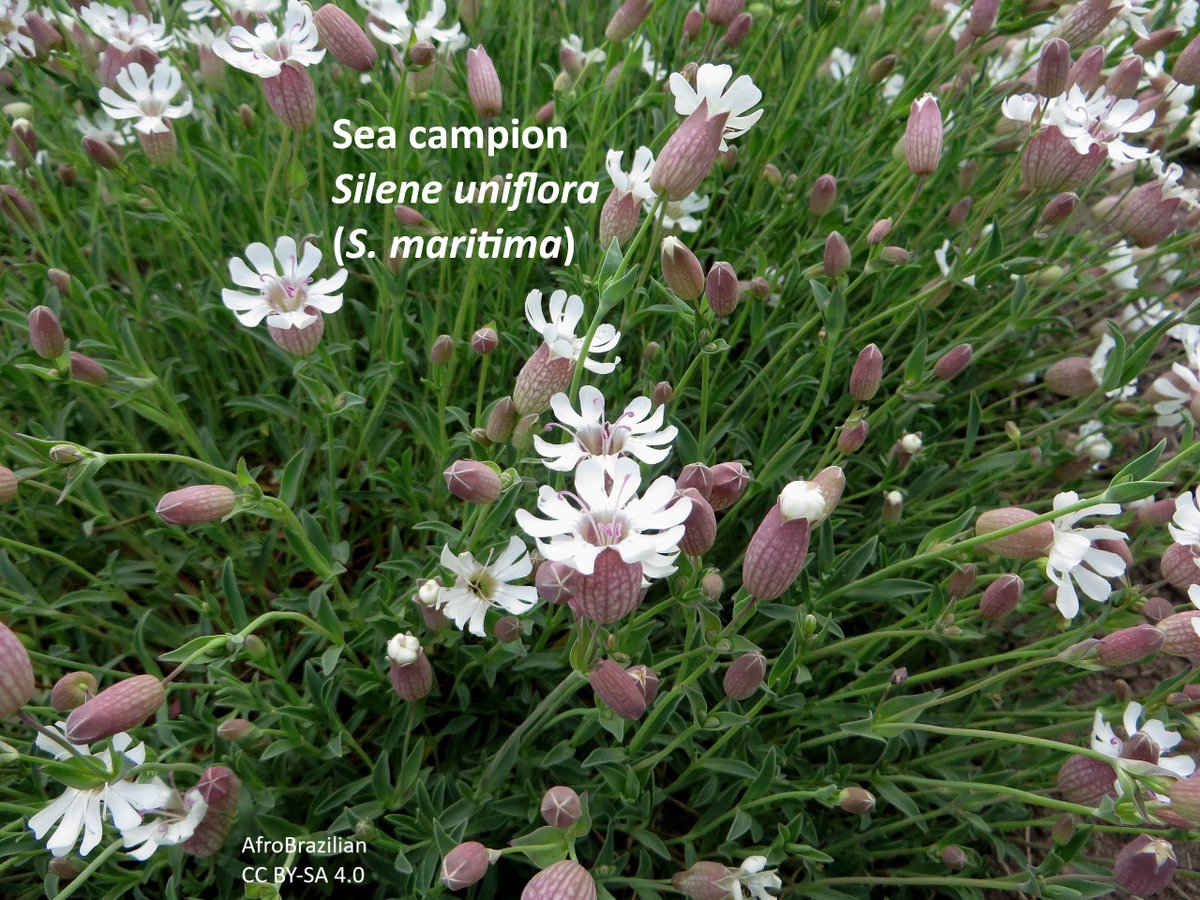 BUCBotany's tweet photo. Sea campion (Silene uniflora aka S. maritima), perennial #Stace4 around the coast of the British Isles, and along western Atlantic and Baltic coast. This one photographed in Botanic Garden of the University of Latvia. 2/2 https://t.co/PRV7rEgeUd