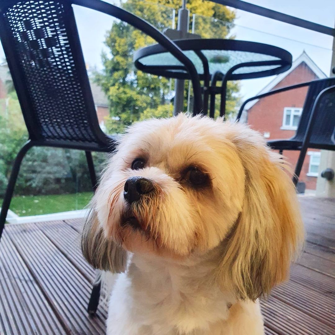 Conan had a blast in our #DogFriendlyHotel
📸 IG: conan_woofs