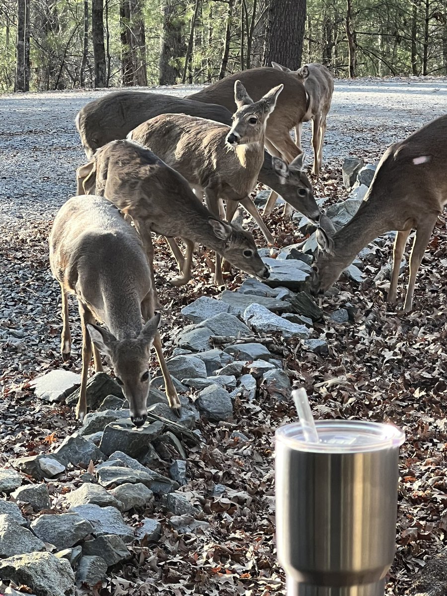 Race2Beach's tweet photo. Enjoying vacation and feeding all the #deer #NorthGeorgia #Apples at #CoosawatteeRiverResort #EllijayGeorgia #CabinRental #albinodeer https://t.co/touKrOofwX