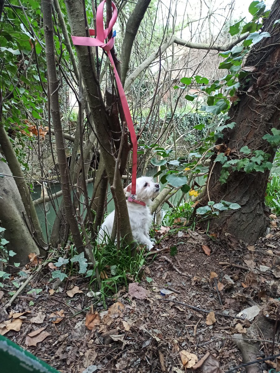 pirennae's tweet photo. Avui, a quarts de nou del matí, han han trobat aquesta gosseta lligada a la rasclosa del Ter, barri de Pedret, Girona. És molt carinyosa i estava molt espantada; l'han portat a la gossera de Girona. Algú la coneix? https://t.co/tXZfU5Mr4r