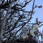 ツイートに含まれる画像