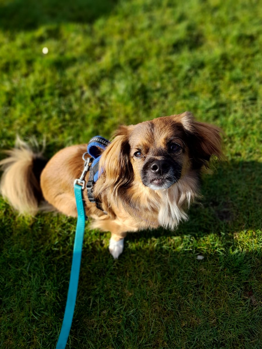 Marvels.Mutts tweet media