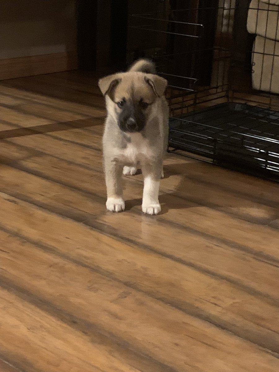 Relentless_19XX's tweet photo. My life lately, the newest member of the household. Everyone say hi to Ace! https://t.co/EHs34TvX95