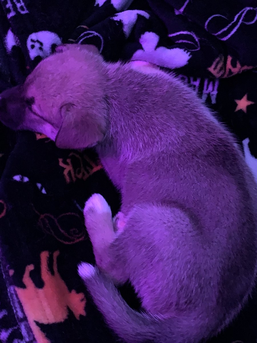 Relentless_19XX's tweet photo. My life lately, the newest member of the household. Everyone say hi to Ace! https://t.co/EHs34TvX95