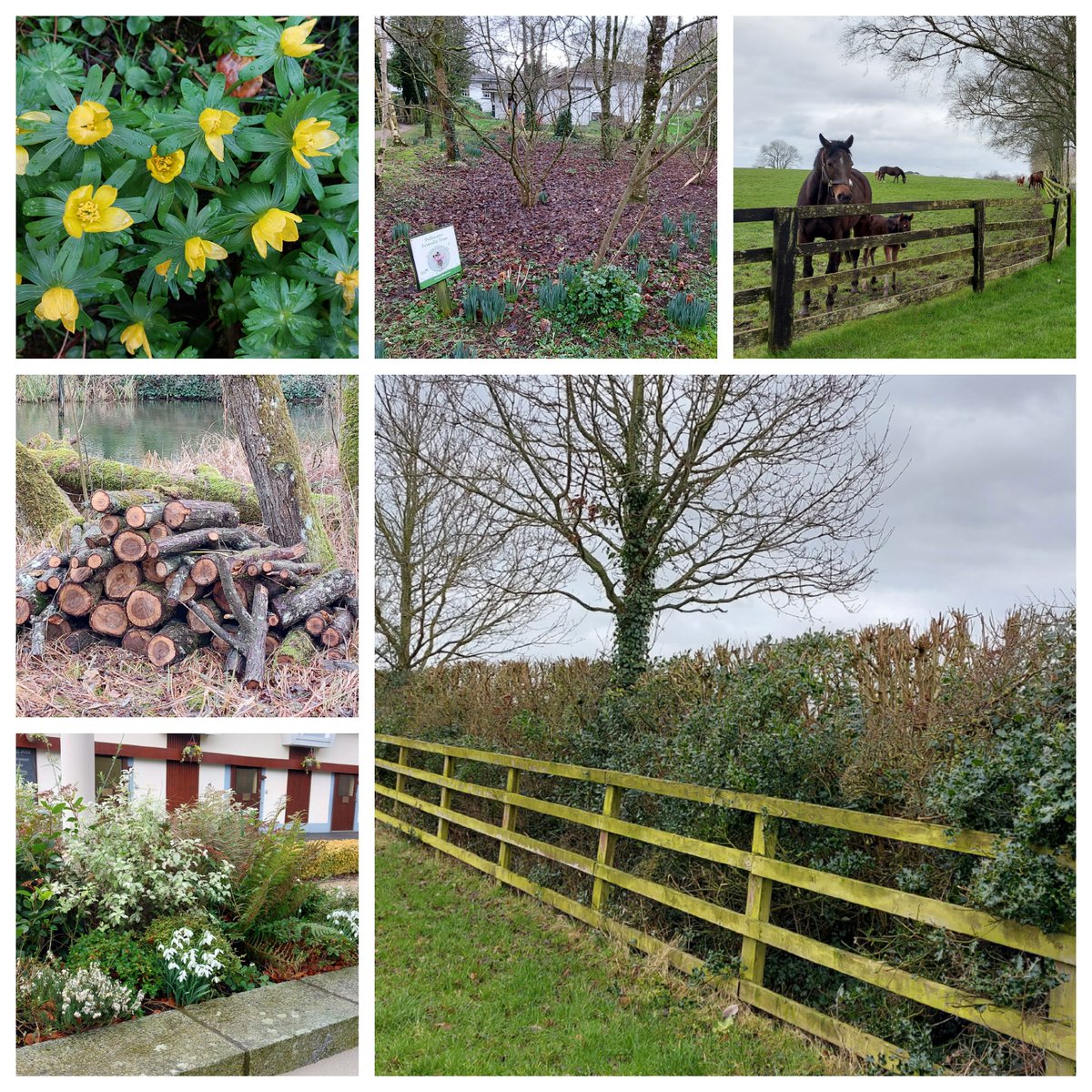 PollinatorPlan's tweet photo. Our Farmland Officer recently visited the @IrishNatStud one of our agri-business partners. 

Check out their actions for pollinators; lovely thick hedgerows with hedgerow trees on their farm and early flowering plants and bulbs in their gardens. 

#farmlandbiodiversity
#studfarms https://t.co/Jh99p50f1x