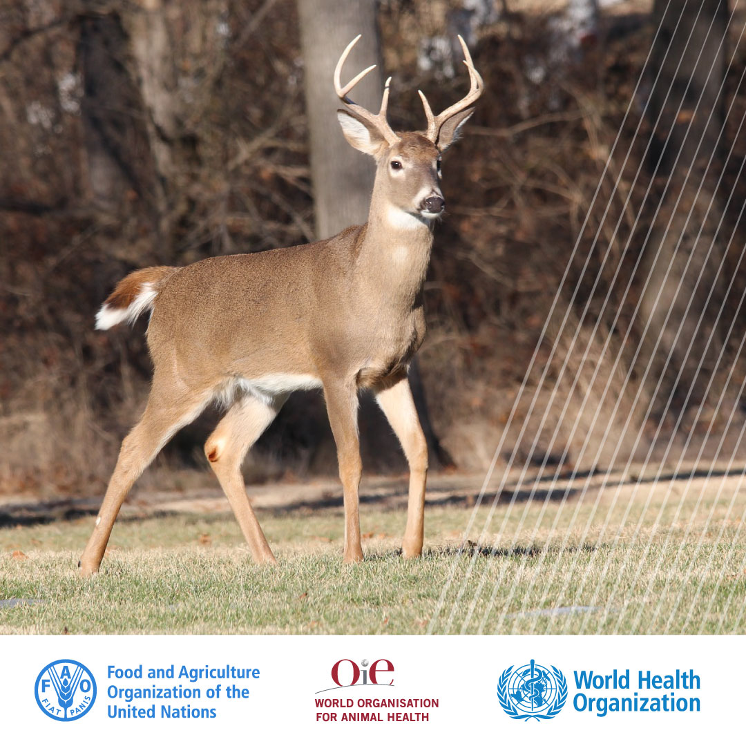 FAO Livestock tweet media