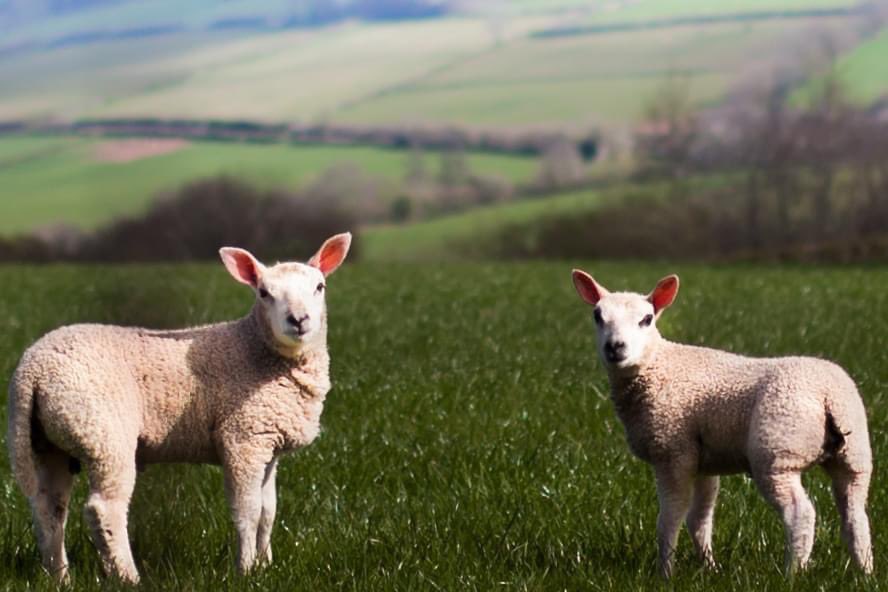 It’s lambing season 🐑 when many small birds nest in ground vegetation

🙏 help to protect them by keeping your dog on a lead on footpaths

📆 On Open Access Land, by law dogs must be kept on a short lead between the 1st March and 31st of July

📸 Billie Charity

 <a href="/breconbeacons/">gdennis</a>
