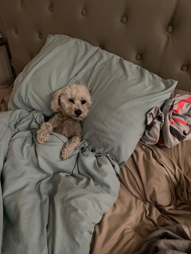 Couldn’t get this lad out of bed this morning