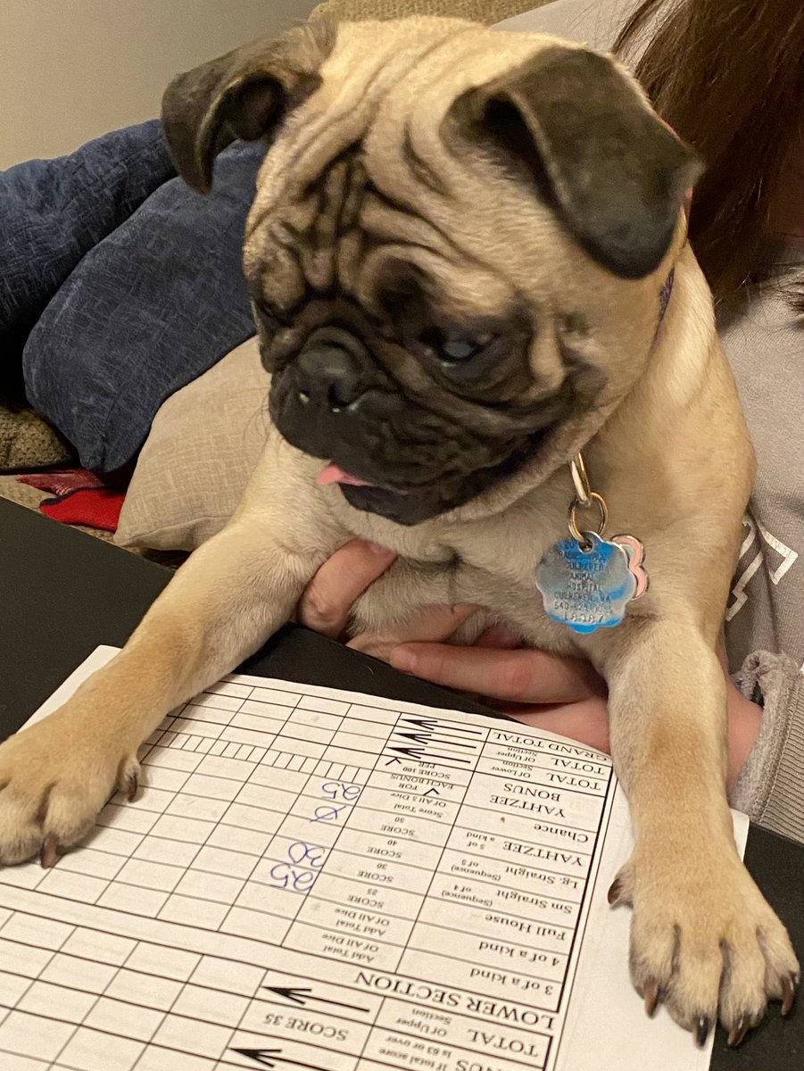TheresaGranier's tweet photo. Please say a prayer that we find my Charli girl.  She and Mordi escaped under the fence this morning.  Mordi came back without her and she follows him EVERYWHERE.  She’s only 7 months old and mommy’s girl.  So please pray we find her.  My heart is breaking!!😭💔 https://t.co/99dkjty3AR