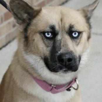 Der verständnislose und leicht genervte Blick von meinem Hund wenn ich seine Kacke mit einer Tüte einsammle: Warum zur Hölle machst du das?!