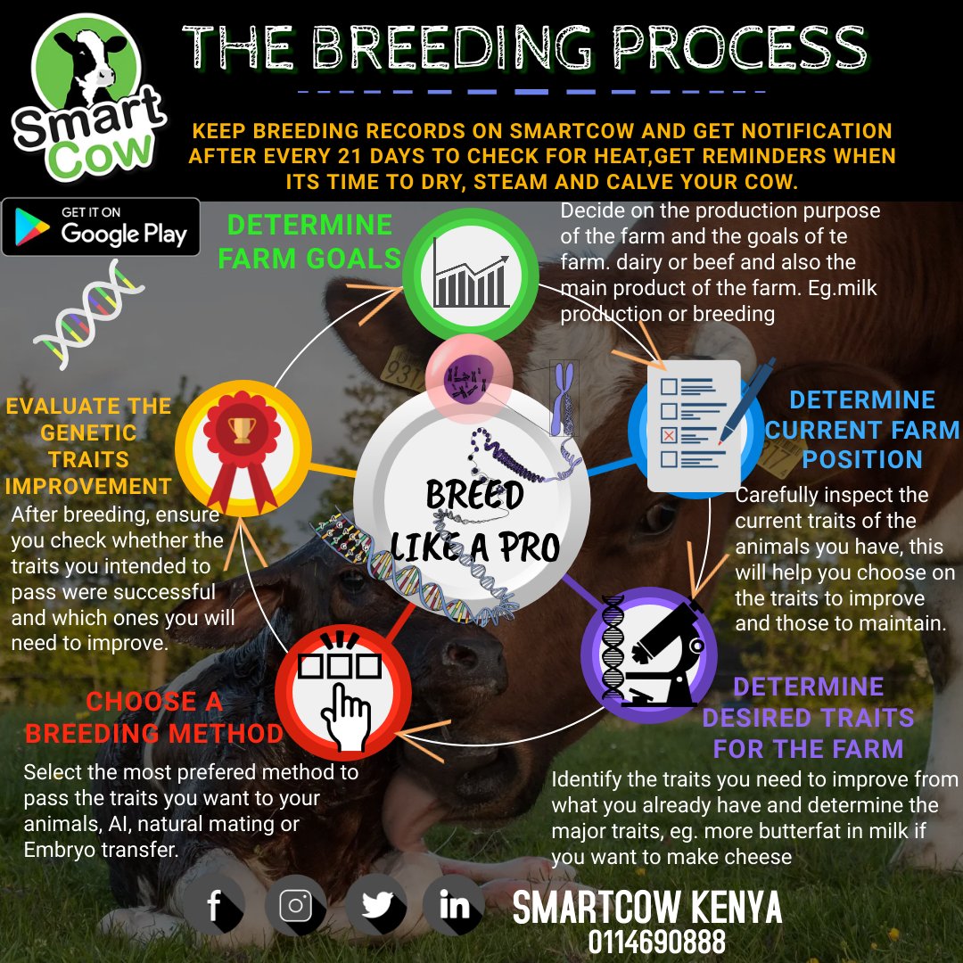 SmartcowKenya's tweet photo. #dairy farming . Breed like a Professional. https://t.co/u9mGz9gYTu