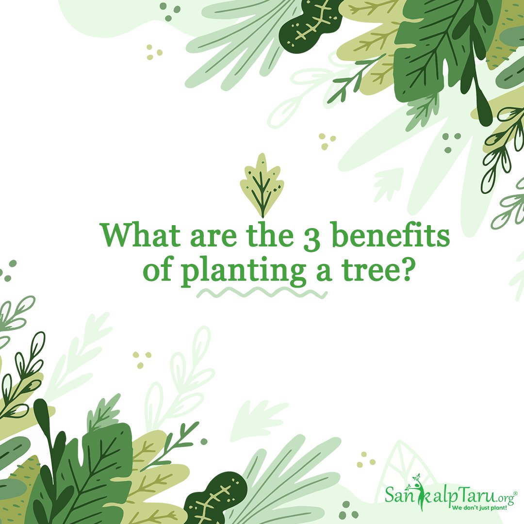 Sankalp_Taru's tweet photo. We are registered under 80G &amp; every tree you plant with us gets you a 50% rebate on the donated amount

Plant, save tax, be a helping hand and the environment: https://t.co/lJSAL4997m
#SankalptaruFoundation #TaxFreeTrees #SaveRealTax #Nature #Environment #VoluntaryTax #CarbonTax https://t.co/ApEZJrSTRZ