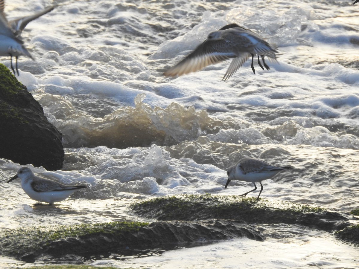 estacanicazul's tweet photo. Correlimos tridáctilo (Calidris alba) justo antes de ponerse el sol en Portosín.
#correlimos #correlimostridáctilo
#playa #portosin #portosín
#coruña #galicia https://t.co/DEtaIybeAe