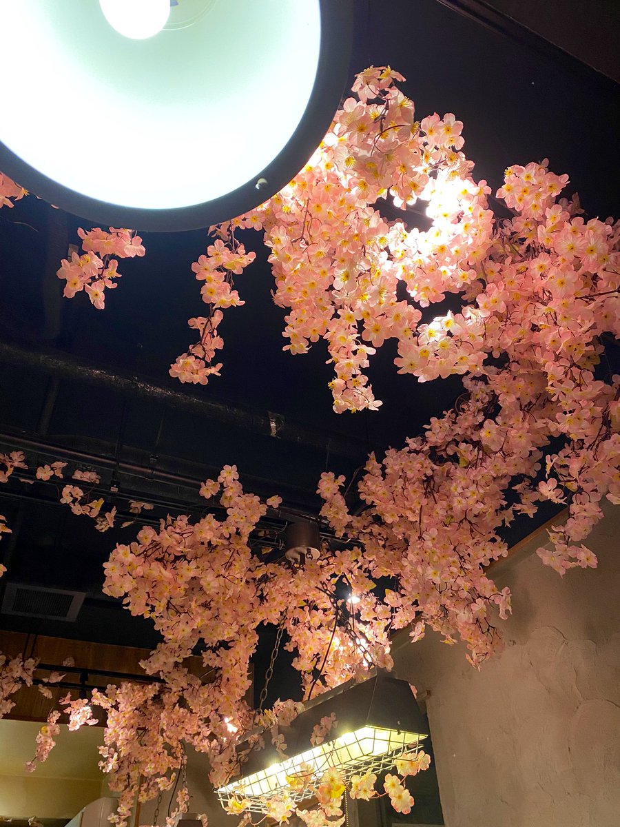 ryoooooon10's tweet photo. お店の中に桜咲いててひと足早いお花見気分味わえた。 https://t.co/cPCccJPTHW