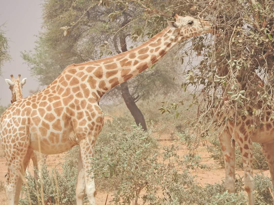 AsgnNiger's tweet photo. La Peralta du Niger vous souhaite un bon début de la semaine. https://t.co/nziSGrJTAv