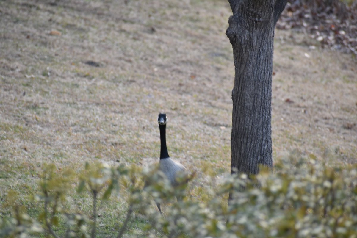 SaberCera's tweet photo. #birdphotography #nikon #itslookingrightatme https://t.co/QwHPF3k0QM