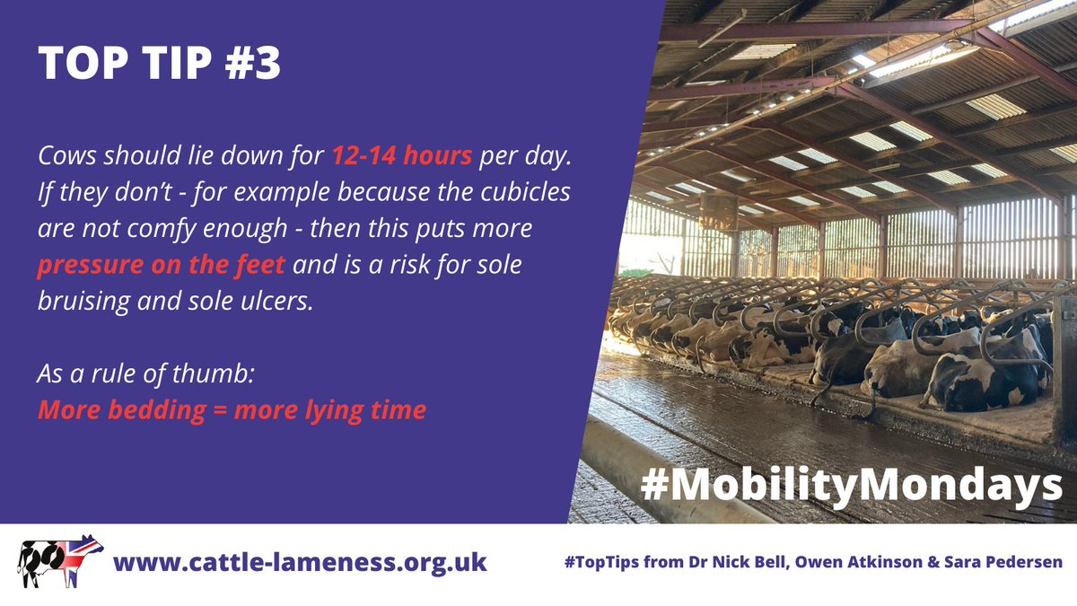 #TopTip3 #MobilityMondays

Click here for more info on cubicle design: projectblue.blob.core.windows.net/media/Default/… Mentors/pdf slides on cubicle design.pdf

<a href="/nickbell8/">@Herdhealth&welfare</a> <a href="/owen_the_vet/">Owen Atkinson</a> <a href="/AHDB_Dairy/">AHDB Dairy</a> <a href="/theBCVA/">BCVA</a> <a href="/The_CHCSB/">CHCSB</a> <a href="/DairyPro/">BASIS Dairy Pro</a> <a href="/FarmersWeekly/">Farmers Weekly</a> <a href="/FGInsight/">FGInsight</a>

#healthyfeet #cattlelameness
