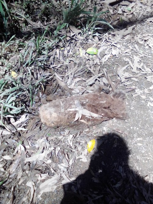 🙏🐨💖 so many reports of koalas staying in same trees, most seem ok, maybe stressed. Coral, Kristian, Frank &amp; Kola keeping me company. Found this girl yesterday where water retreated, she could be from anywhere 😨😓 RIP 🌈💕 <a href="/James_HGriffin/">James Griffin MP</a> <a href="/katieqs/">Catherine Cusack</a> <a href="/BenFranklinNats/">Ben Franklin</a> <a href="/Matt_KeanMP/">The Hon. Matt Kean</a>