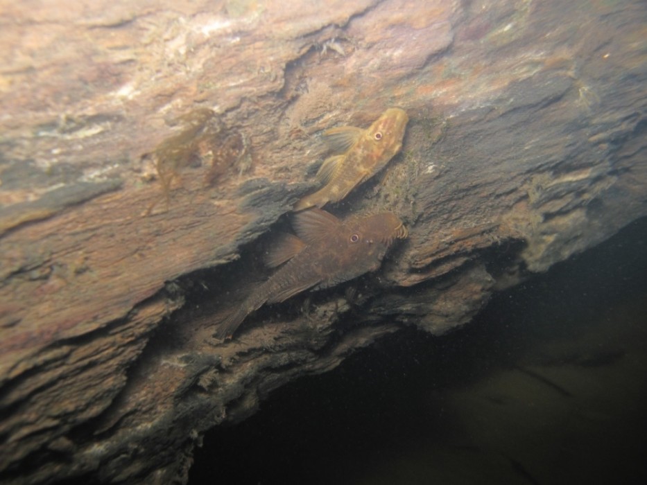AgenciaFAPESP's tweet photo. #Desmatamento começa a afetar diversidade de #peixes em riachos na #Amazônia. Espécies mais sensíveis a mudanças no hábitat estão sendo substituídas por outras mais resistentes. Estudo foi feito durante estágio de pós-doutorado de @gbrejao no @IbilceUnesp. https://t.co/l6D5ApmO27 https://t.co/HqFPB19DkA