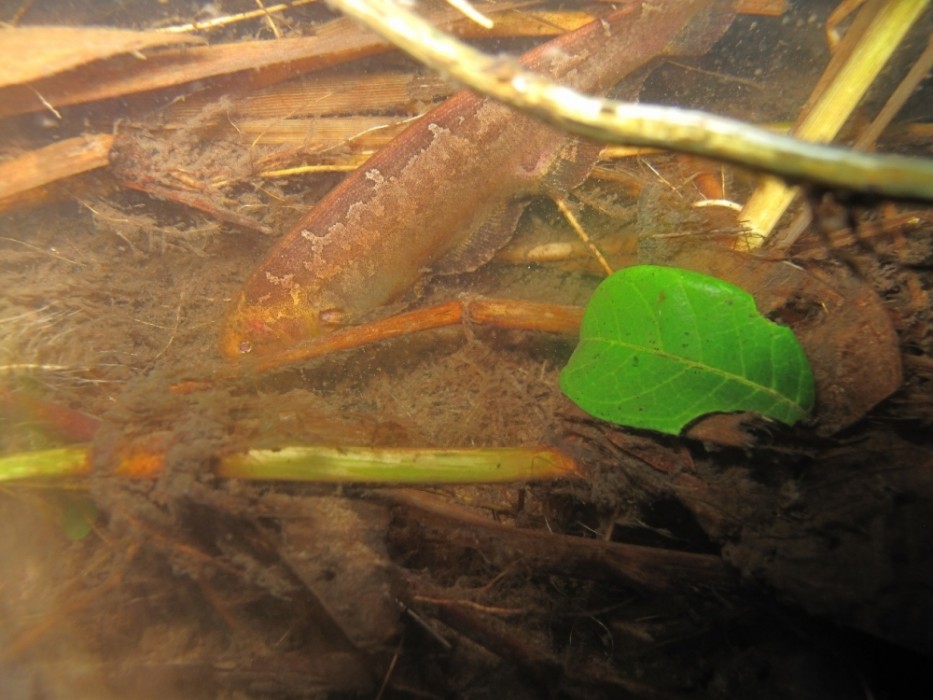 AgenciaFAPESP's tweet photo. #Desmatamento começa a afetar diversidade de #peixes em riachos na #Amazônia. Espécies mais sensíveis a mudanças no hábitat estão sendo substituídas por outras mais resistentes. Estudo foi feito durante estágio de pós-doutorado de @gbrejao no @IbilceUnesp. https://t.co/l6D5ApmO27 https://t.co/HqFPB19DkA