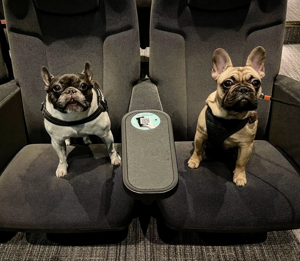 Two cute Bulldogs at Ducie Street Warehouse Manchesters Mini-Cini enjoying a late night movie in their dog-friendly screening room