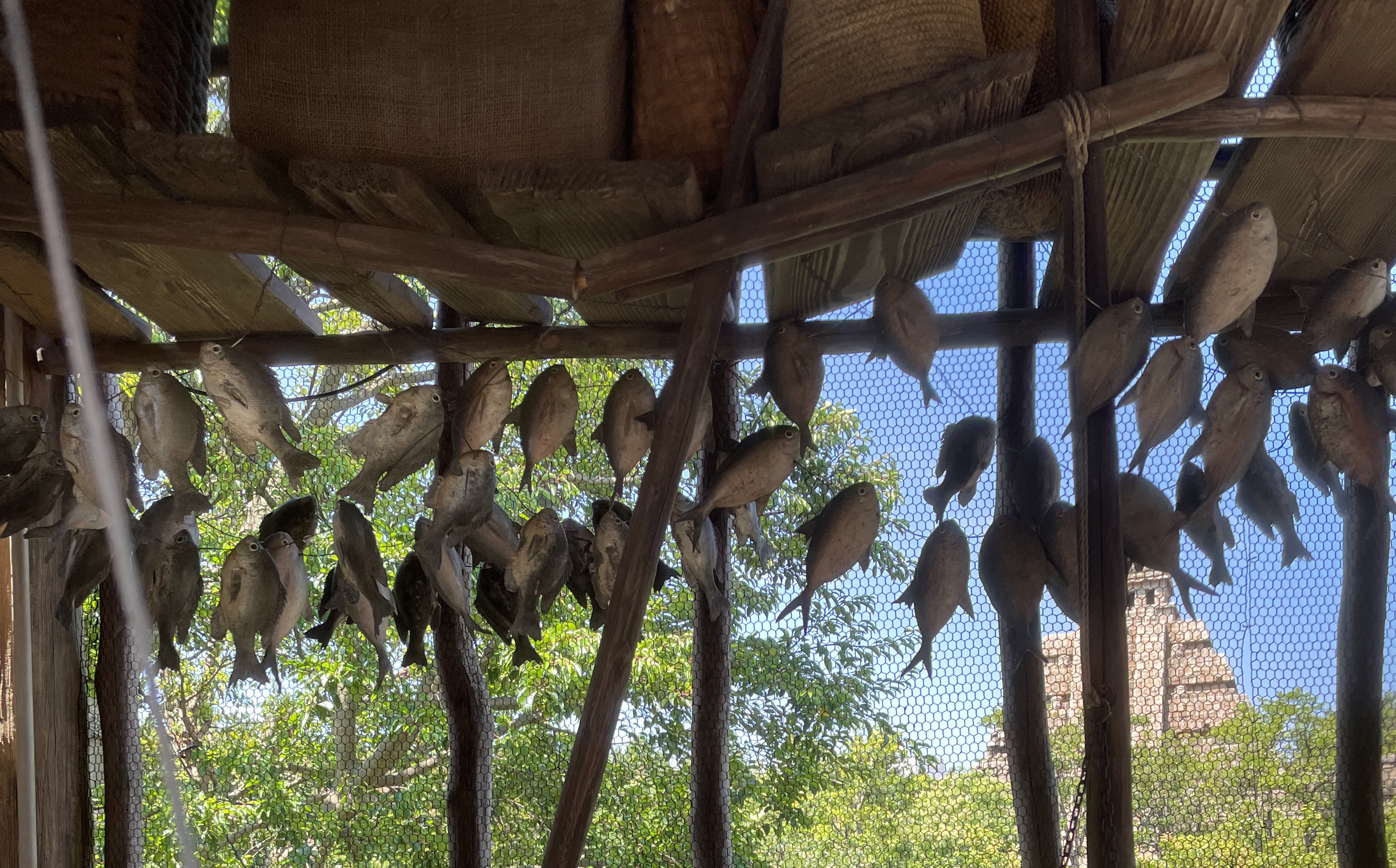 東京ディズニーリゾートpr 公式 クイズ このお魚アートたちはどこにあるでしょう 今日のブログは3月7日 さかなの日 にちなみ 東京ディズニーシー のメディテレーニアンハーバーとアメリカンウォーターフロントでみられる キャラクター以外のお