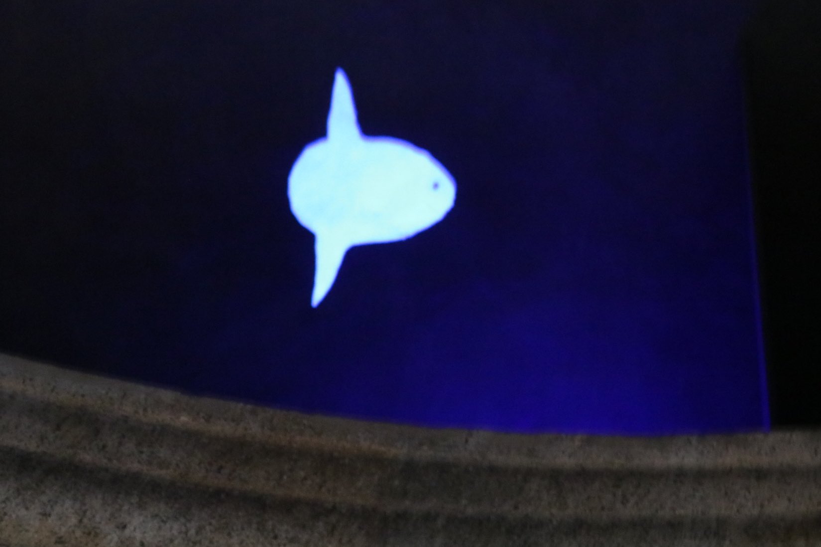 Twitter 上的 東京ディズニーリゾートpr 公式 クイズ このお魚アートたちはどこにあるでしょう 今日のブログは3月7日 さかな の日 にちなみ 東京ディズニーシー のメディテレーニアンハーバーとアメリカンウォーターフロントでみられる キャラクター以外の