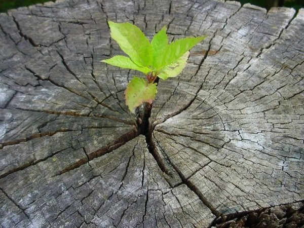 sd_lev tweet picture