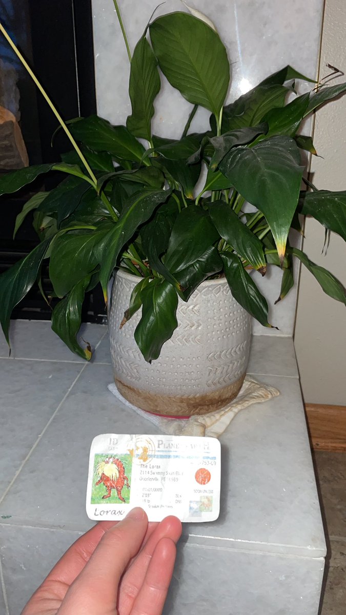This is a real plant that I am surprised we have kept alive for so long! It’s soil needs to be rich in nutrients allowing it to grow along with some water and sunlight! #apesland <a href="/franklinlorax/">APES Project Lorax</a>