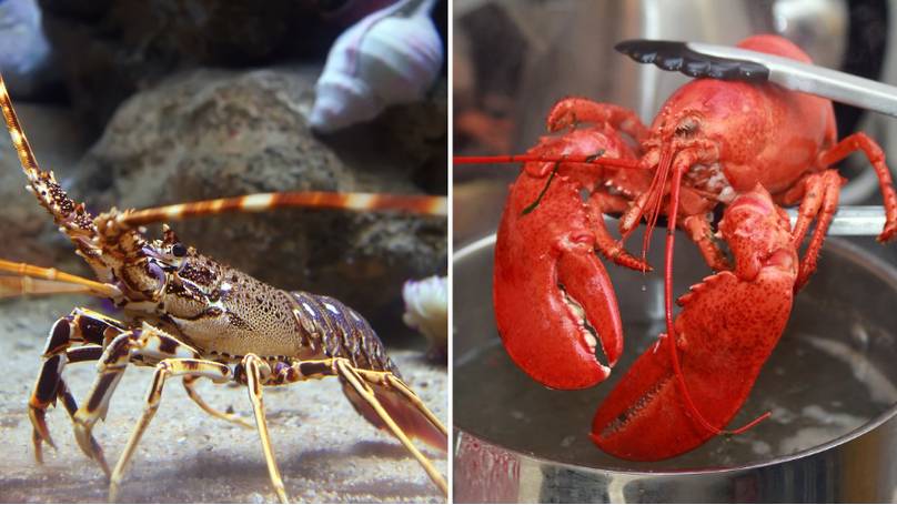 Gusta46's tweet photo. Evidence indicates that cephalopods (e.g. octopus, squid) and decapods (e.g. lobsters, crabs) are sentient, and are capable of feeling pain and distress #WOWvTaiji  #EndFishing #WoDEF https://t.co/C6I3R0D8WP