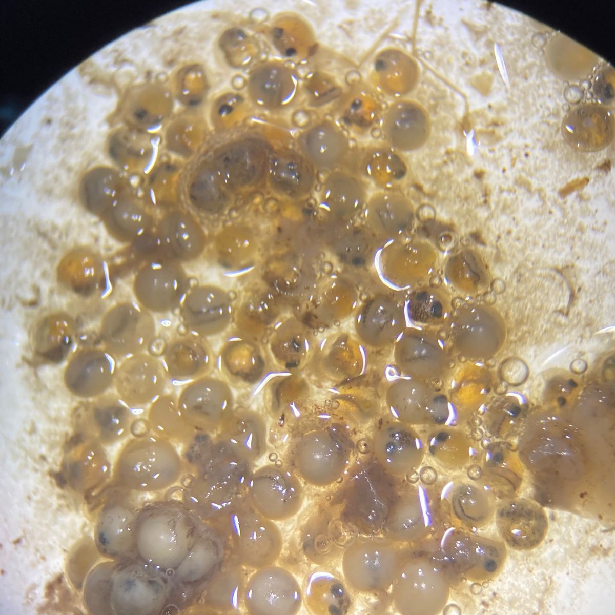 CrabsandCrafts's tweet photo. #TeamFish anyone know which taxa these #FishEggs are, or have suggestions of online guides to ID them?ππ₯We have an idea based adults observed in the system (brackish lagoon on the N.East Atlantic coast) but want a solid ID. Thanks in advance!
#idhelp #ichthyology #FishTwitter https://t.co/DM0CQ7hyze