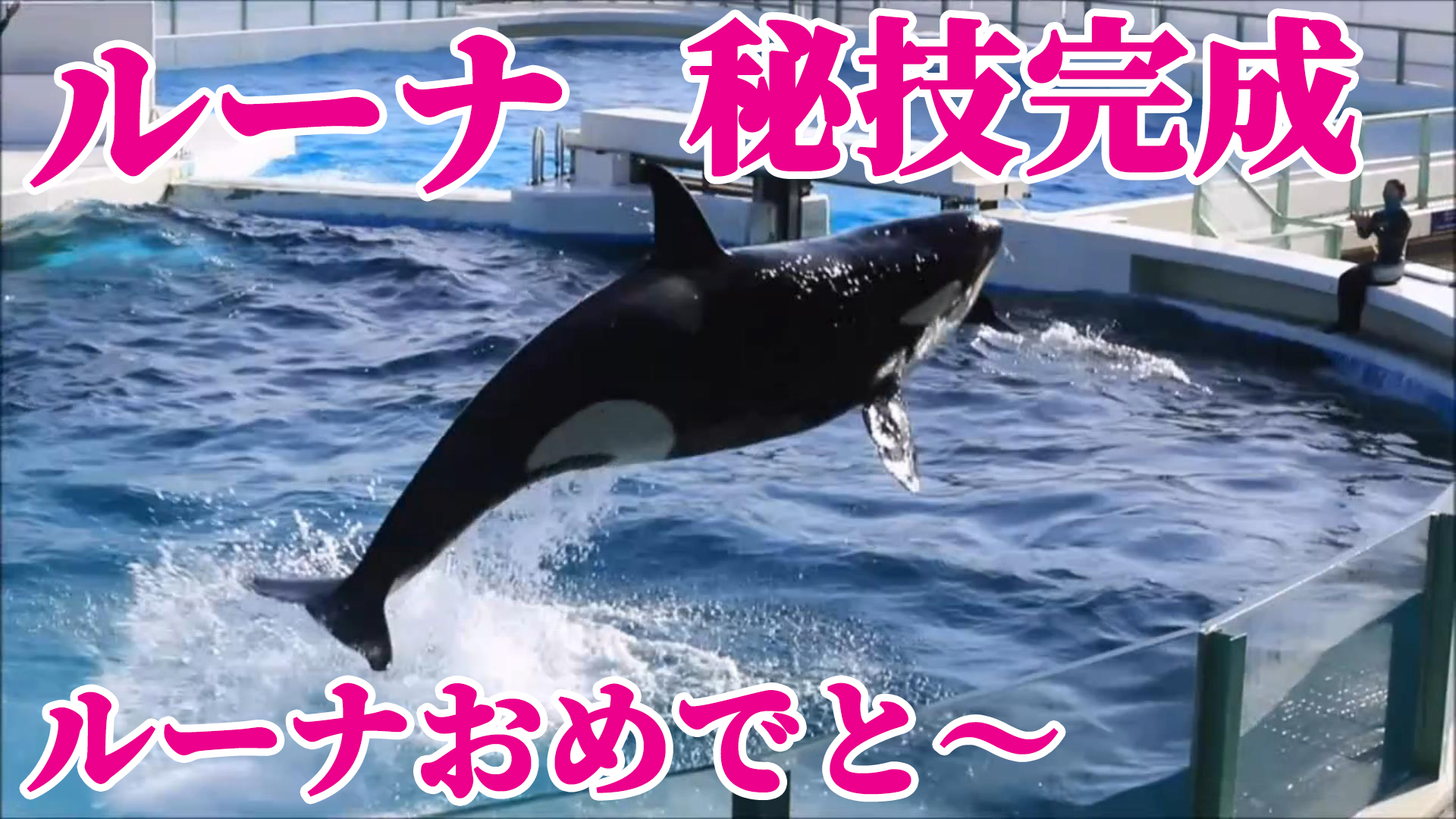 鯱之助 ｼｬﾁﾉｽｹ 一眼欲しい Orcinus Orca001 Twitter