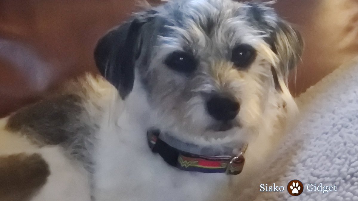 siskoandgidget's tweet photo. Good Morning fur friends. Just sitting here watching mummy drink her coffee ☕.  What are you doing with your mummy this morning? 🐶🥰🐾#siskoandgidget #dogsoftwitter #dogmom #doglife https://t.co/BRYl3fqTFj