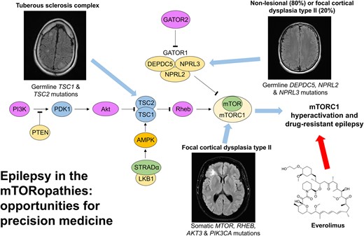 braincomms's tweet photo. Moloney et al. outline the spectrum of epilepsies caused by pathogenic variation in genes encoding for regulators of the mechanistic target of rapamycin signalling pathway. https://t.co/QhsxXQjg6Y @PatMolo, @Futureneuro_ie https://t.co/MMs0FgEtM3