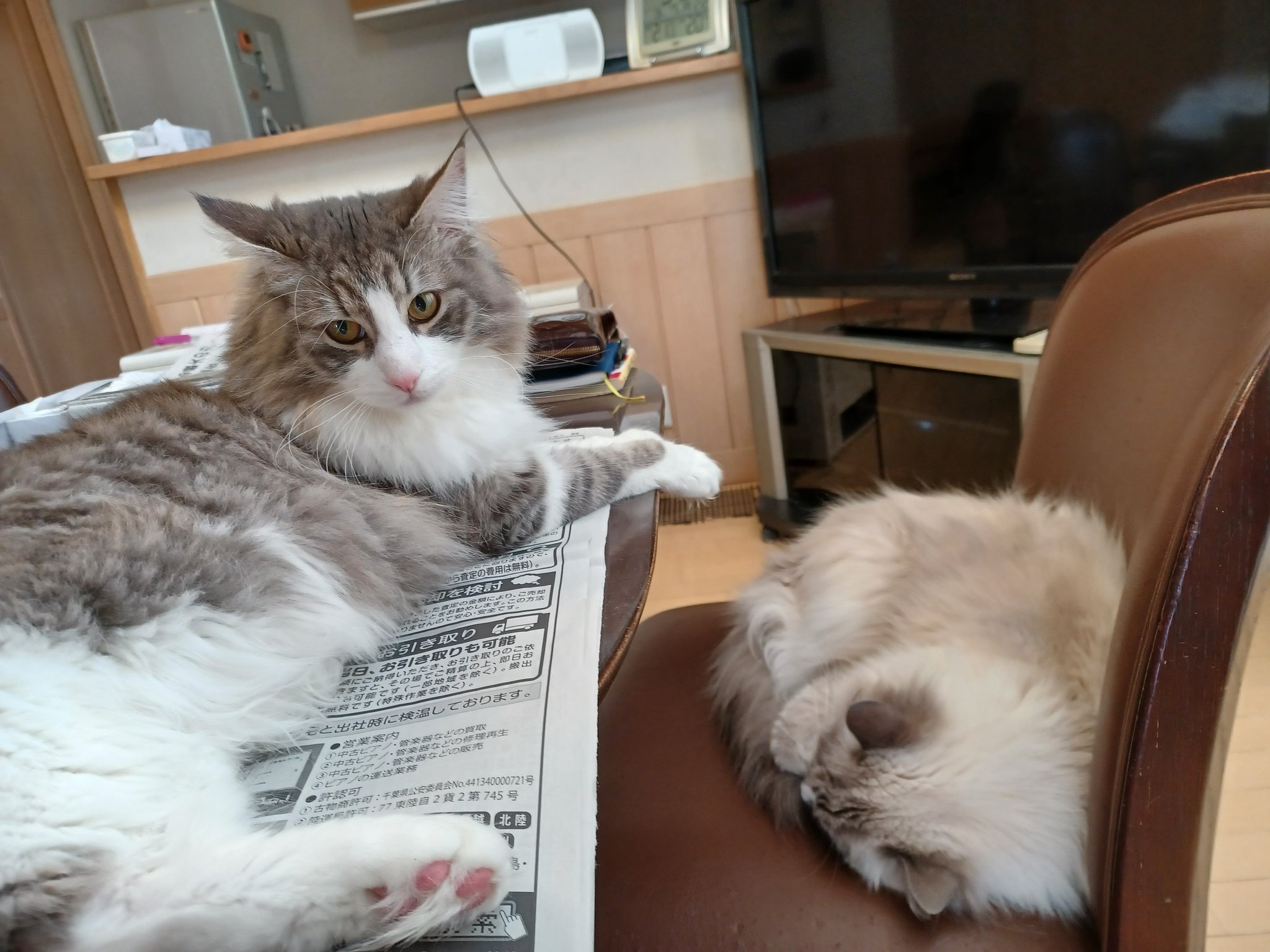 寝ても覚めても猫ぐらし 今日の猫俳句 花曇 はなぐもり コロナ禍花粉症 重なりて コロナ禍でマスクをし続けているのに この時期 花粉症に悩む人がたくさんいます 花粉症もコロナも人間の環境破壊の結果なんですね T Co Tmbvwiu7ly Twitter