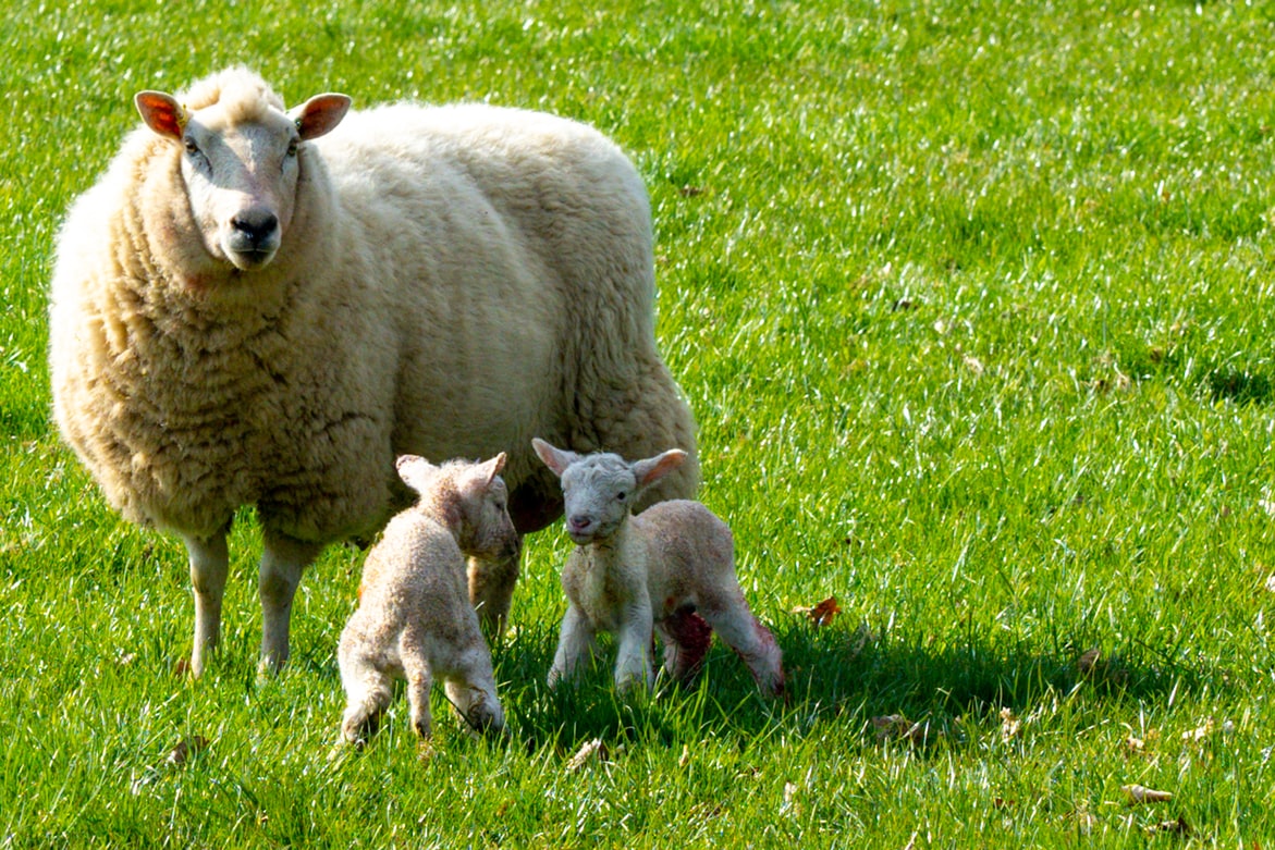 TheHolidayCots's tweet photo. Come and see the whole host of animals at The Slap Cottage. From newborn lambs to baby chicks there is always someone to feed. The ideal self-catering getaway.
๐Sleeps 1-4
https://t.co/LyFIMZPNu4
#Ruemuera #Burray #Orkney #Animals #SelfCatering #Idyllic #CroftHouse https://t.co/NnQkjPKzRF