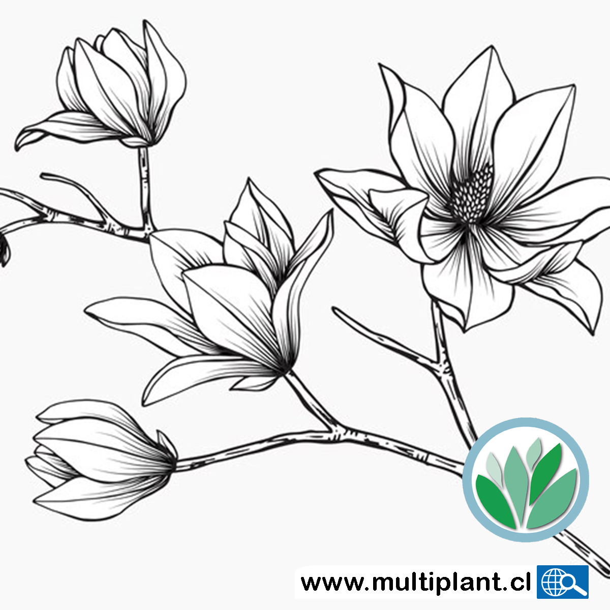 Multiplant1's tweet photo. Ilustración de la flor del magnolio.
#ViveroOnline #Multiplant
https://t.co/PgBZQQgpO3 https://t.co/zV87IsM67Z