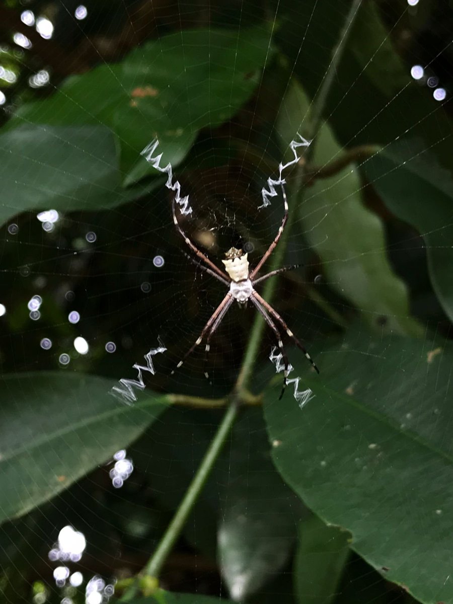 A New Species of the Scinax ruber Clade (Anura, Hylidae) from the Espinhaço  Range, Northeastern Brazil, image size:900x1200