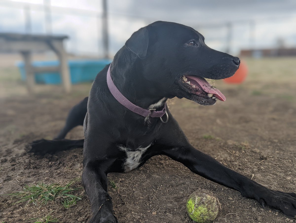 wilcopets's tweet photo. The story of a dog and her ball, though photos. 💜

#AdoptOreo #WCRASLongtimeLovable #LongestStayDog 

Email 📨 adoption@wilco.org to meet her. https://t.co/LtIInGDN4S
