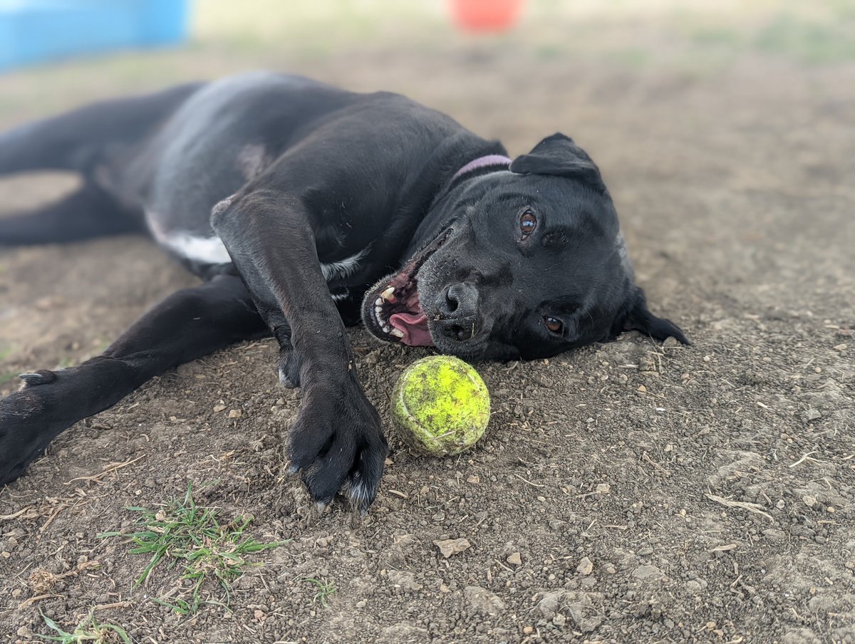 wilcopets's tweet photo. The story of a dog and her ball, though photos. 💜

#AdoptOreo #WCRASLongtimeLovable #LongestStayDog 

Email 📨 adoption@wilco.org to meet her. https://t.co/LtIInGDN4S