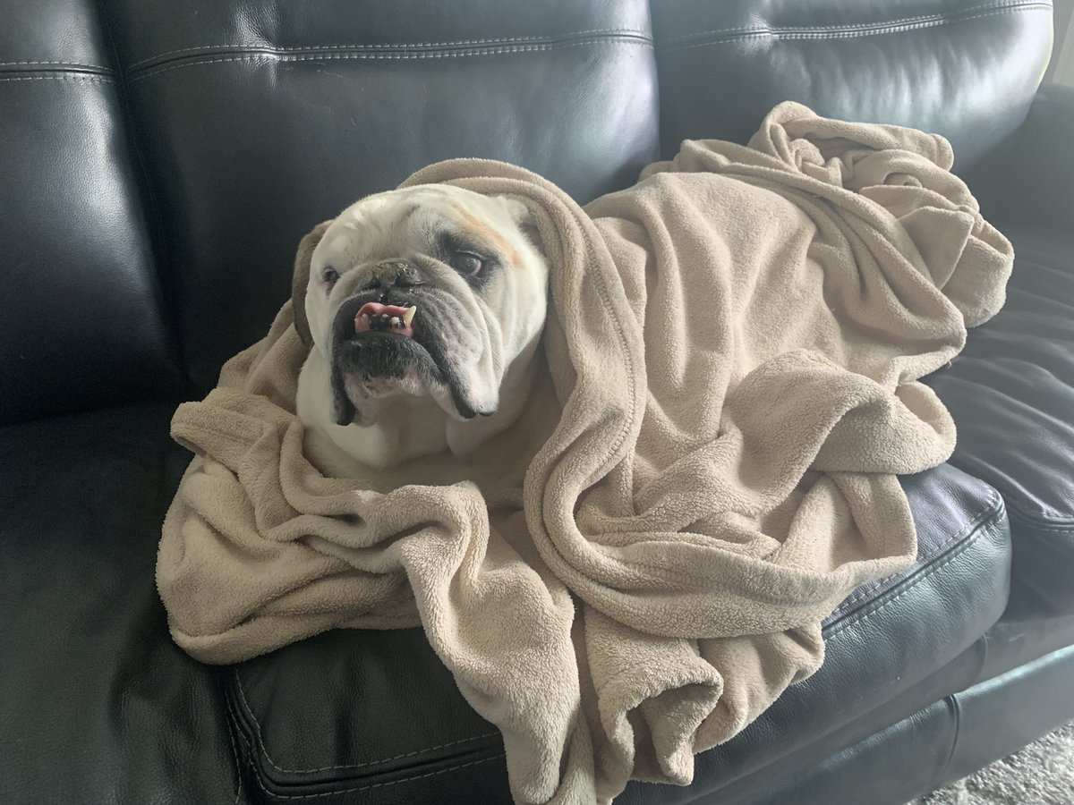 Dozer_The_Dog tweet media