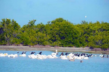 RedCienciaCuba's tweet image. Logran #MapasTemáticos sobre cobertura de #manglar en #Cienfuegos.
Las investigaciones centraron la atención en los sectores costeros Arroyo Inglés y Estero del Delfinario de esa provincia.
#Cuba
redciencia.cu/noticias/2022-…