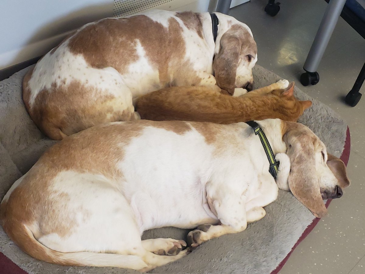 Crazy ridiculous snuggling going on <a href="/BVCAPS/">@BVCAPS</a> vet med room! Barn cat Arnold could handle the everyday life of a basset hounds!
<a href="/coreymohn/">Corey Mohn</a> #capsnet