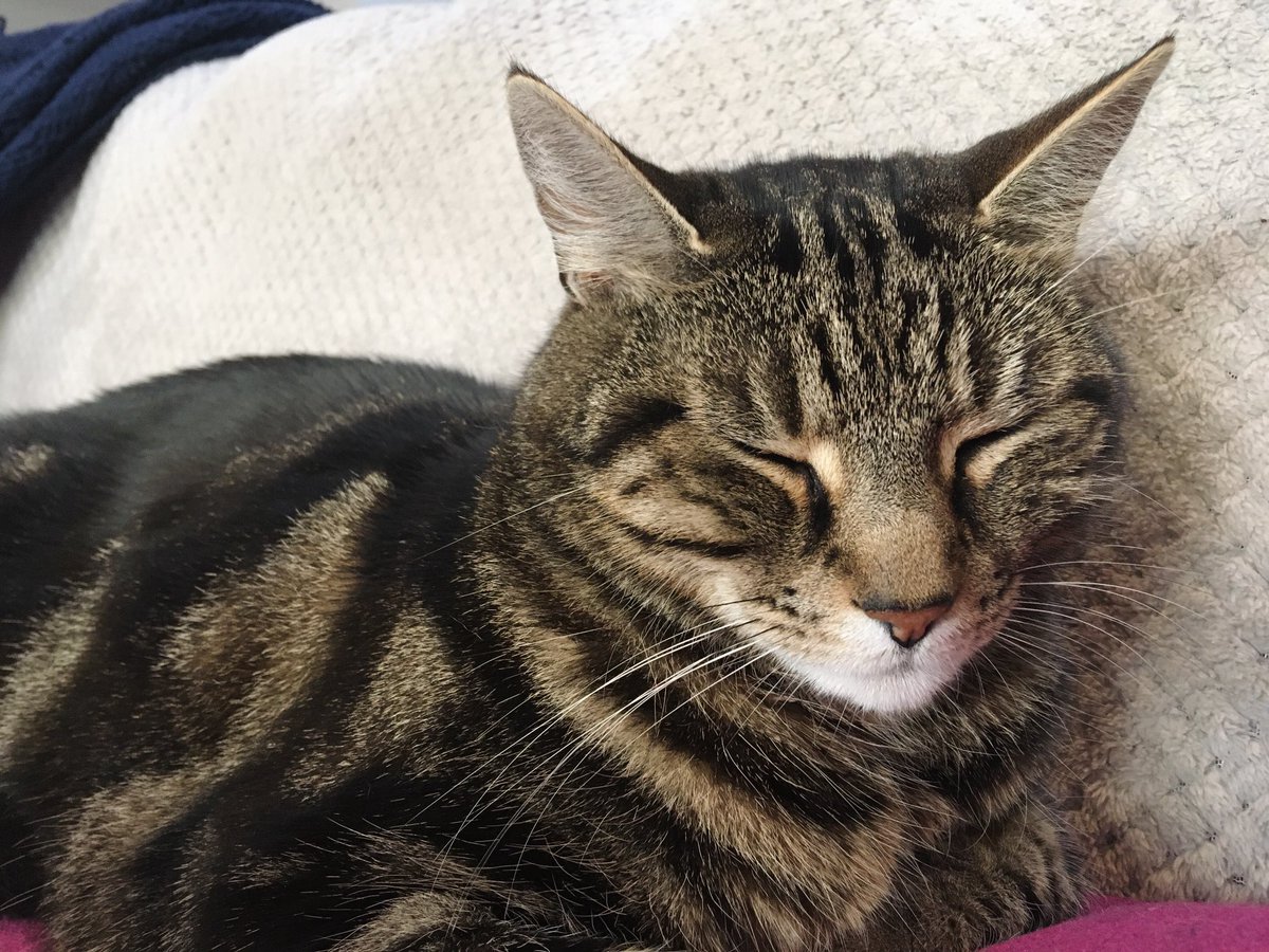 Sulking because I took his (real, dead) pigeon away.