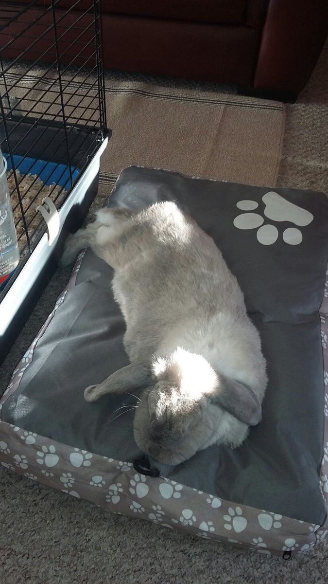 EileenFindlay3's tweet photo. Rebus reclining on his dog bed in the sun, as is his wont 😂
#ruinedrabbit #bunsoftwitter https://t.co/kj9ttRVe9M